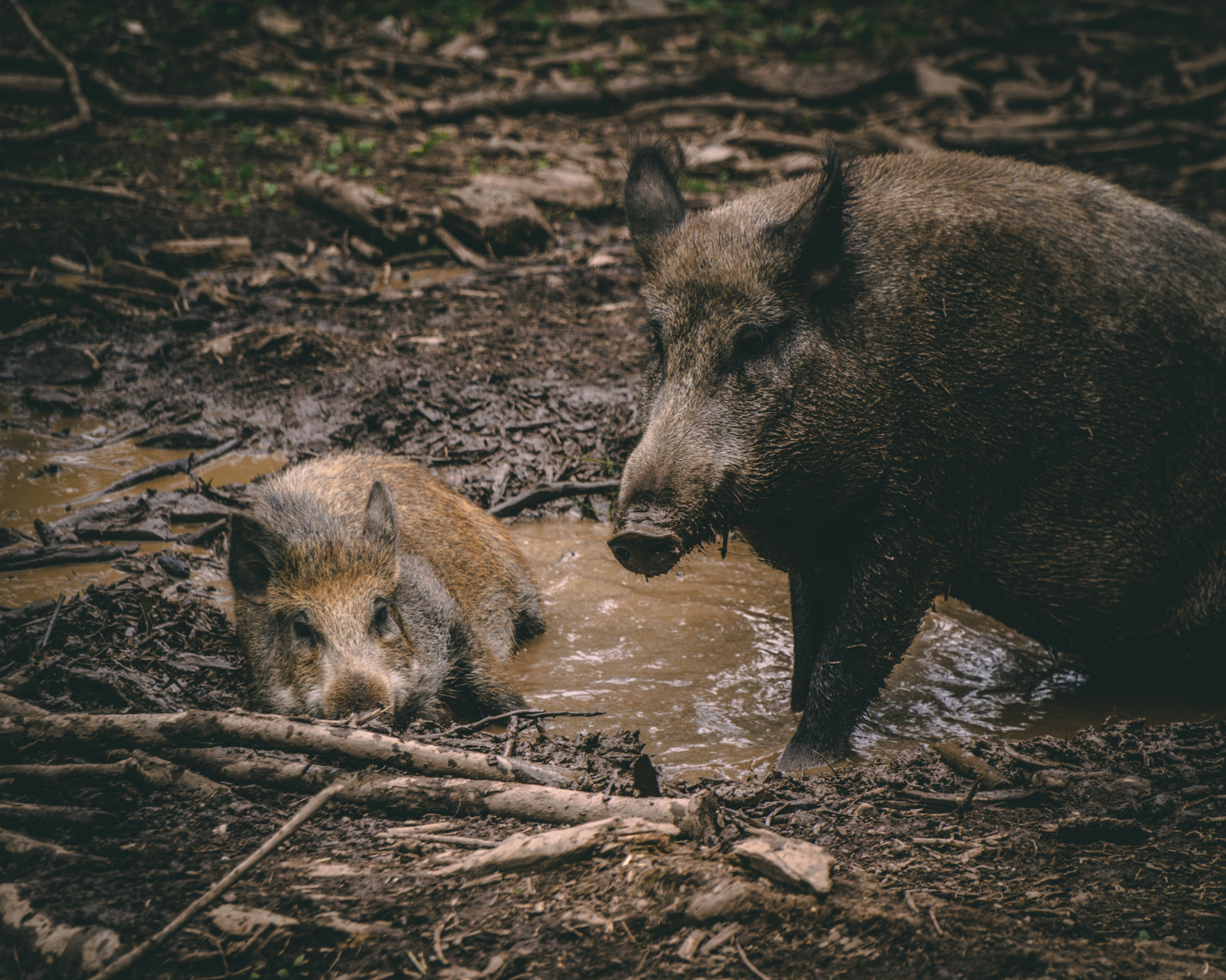 Wild hogs