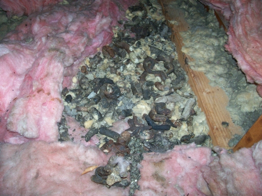 Soiled Insulation in Attic