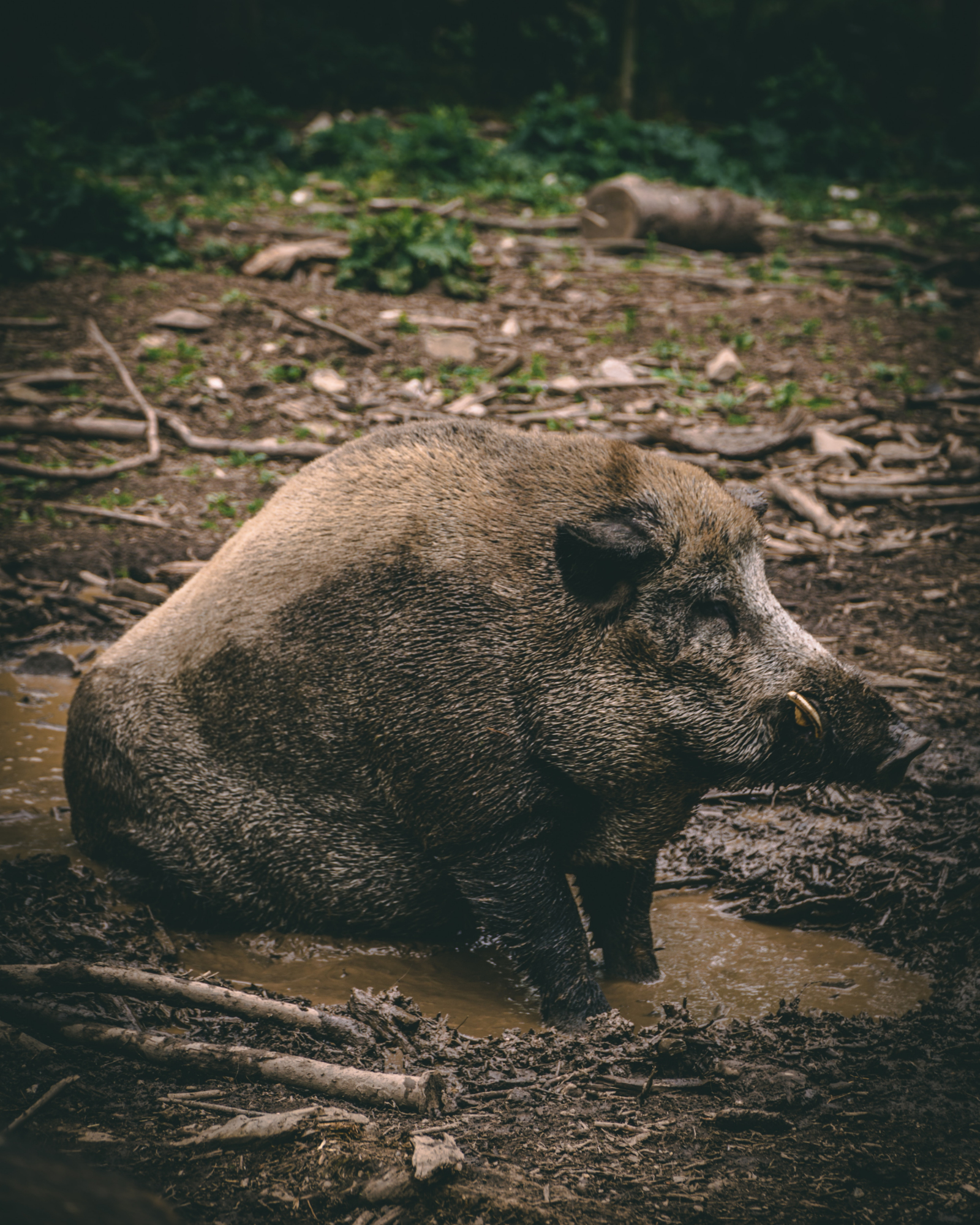 Wild hog in yard.